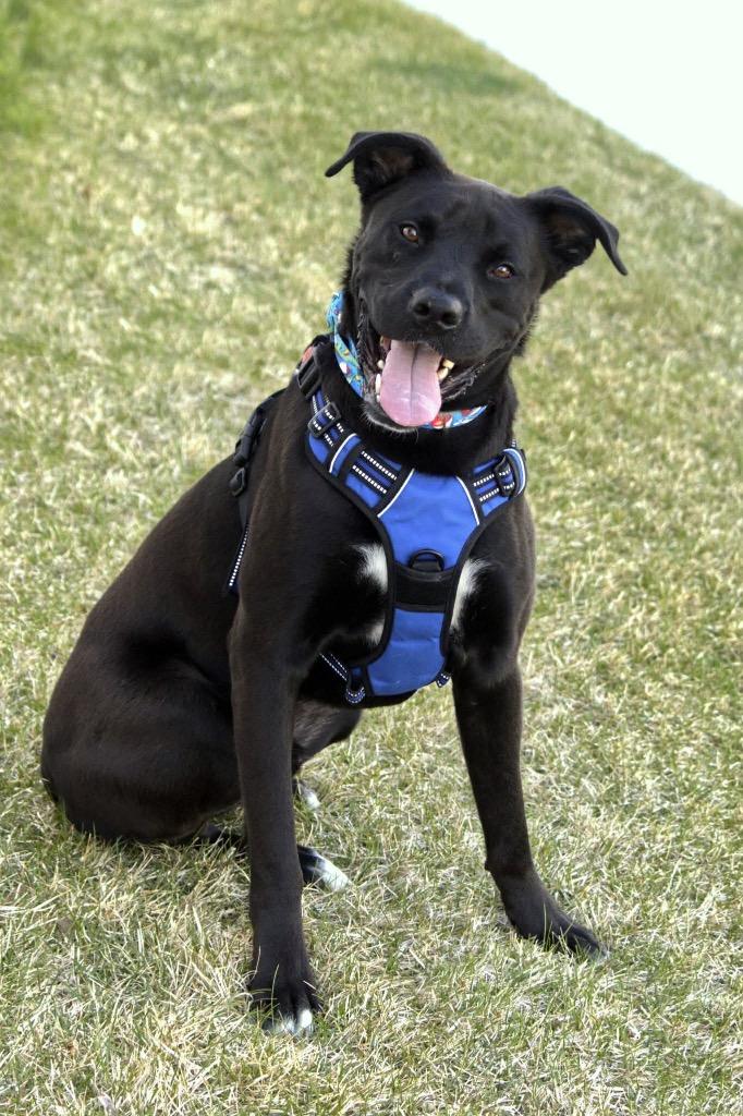 Cash, a Adoptable mixed breed in Savage, MN image 2/5