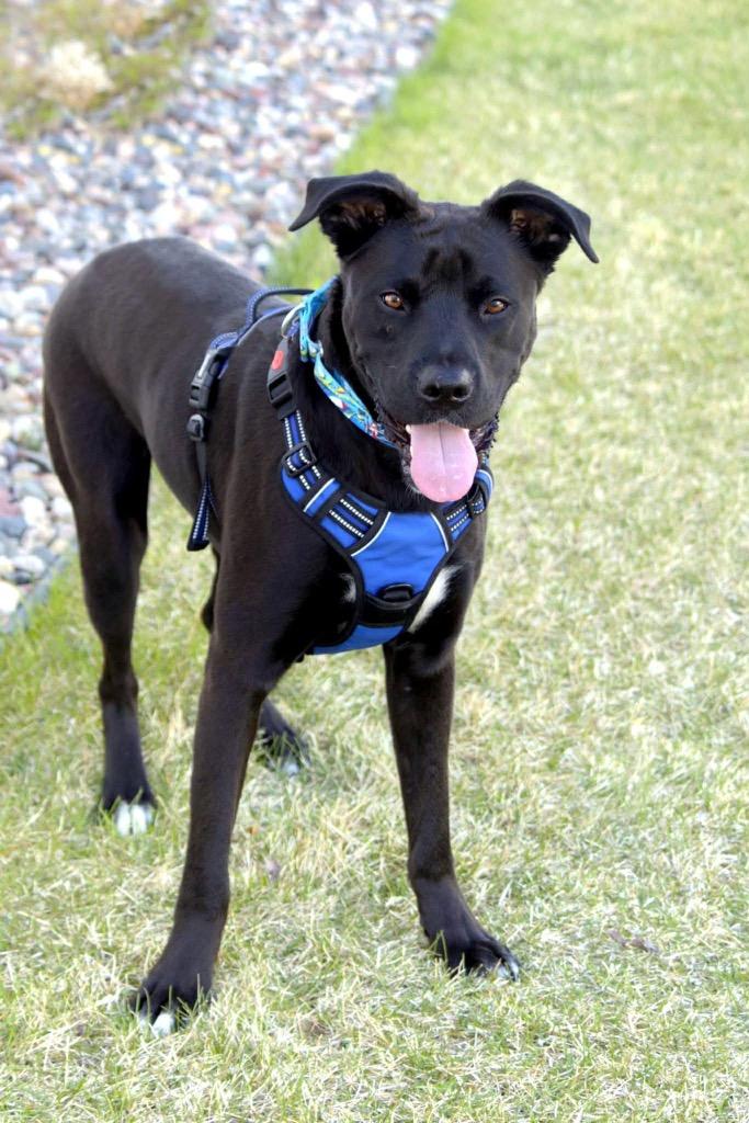 Cash, a Adoptable mixed breed in Savage, MN image 3/5