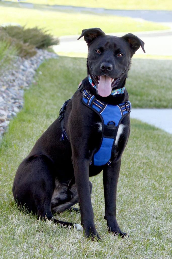 Cash, a Adoptable mixed breed in Savage, MN image 4/5