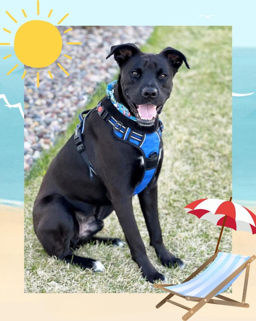 Cash - Summer Lovin' Promo, a Adoptable mixed breed in Savage, MN image 5/6