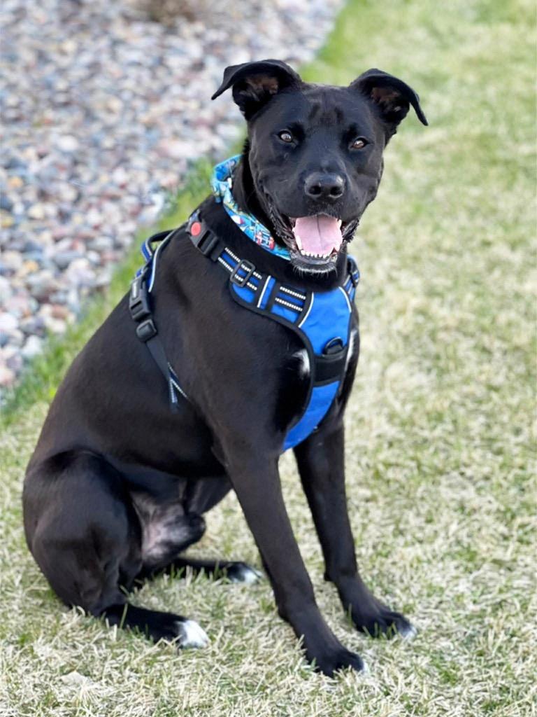 Cash, a Adoptable mixed breed in Savage, MN image 5/5