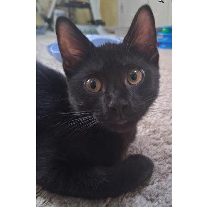 Zora Everett, adopt with a sibling, Adoptable, Young Female Domestic Short Hair & Domestic Short Hair.