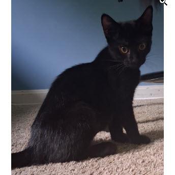 Enlarge Zora Everett, adopt with a sibling, a Adoptable mixed breed in Hudson, MA image 2/2