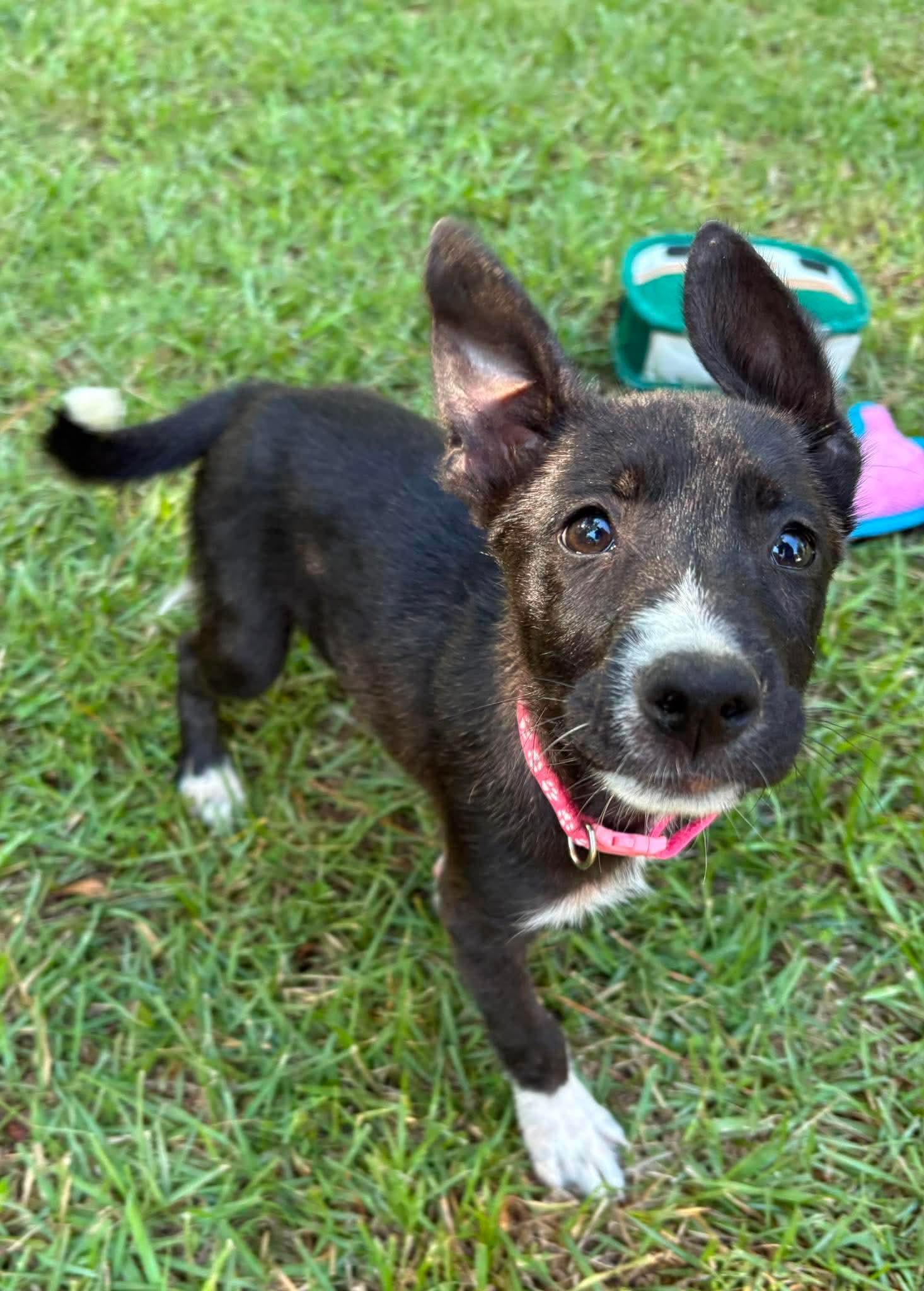 Enlarge Amelia, a Adoptable mixed breed in Billerica, MA image 1/5