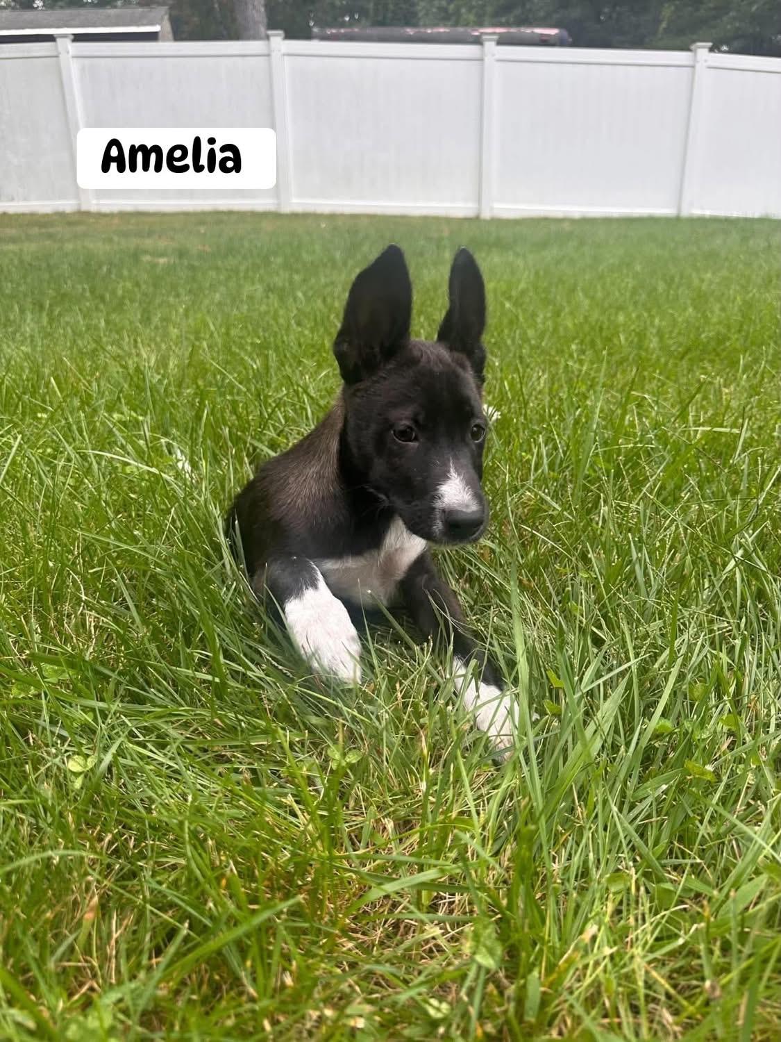 Enlarge Amelia, a Adoptable mixed breed in Billerica, MA image 2/5