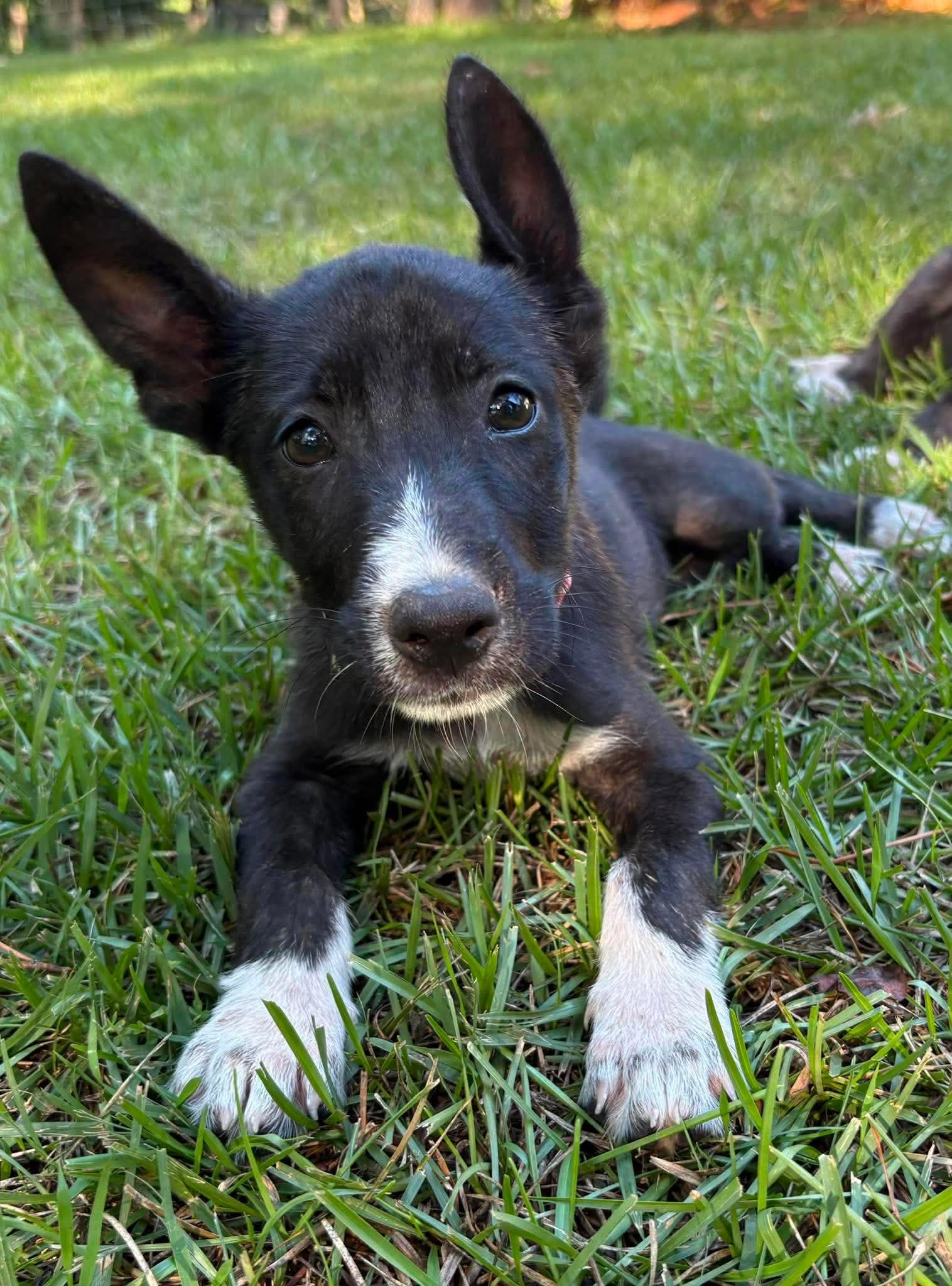 Enlarge Amelia, a Adoptable mixed breed in Billerica, MA image 5/5