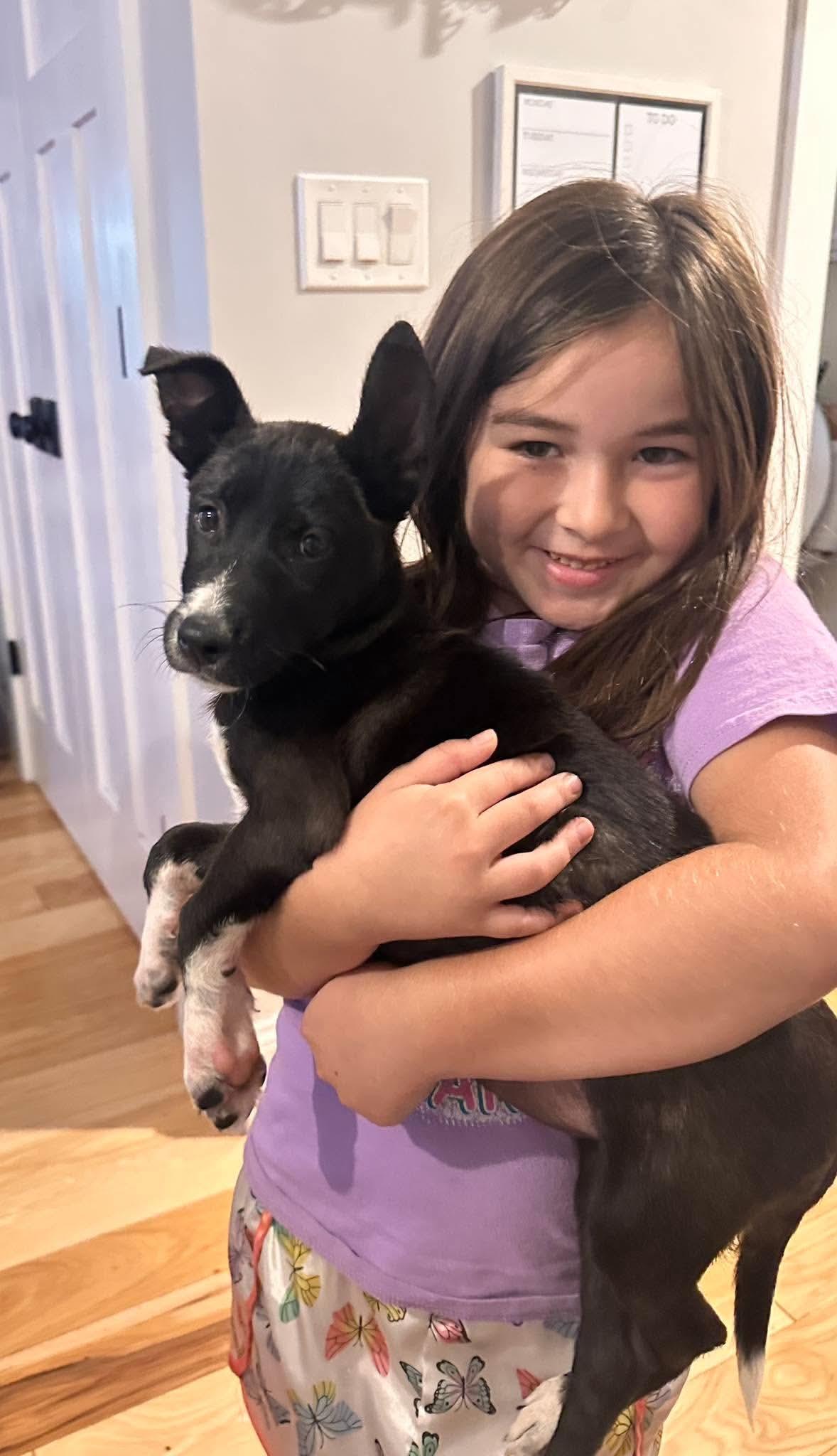 Enlarge Amelia, a Adoptable mixed breed in Billerica, MA image 3/5