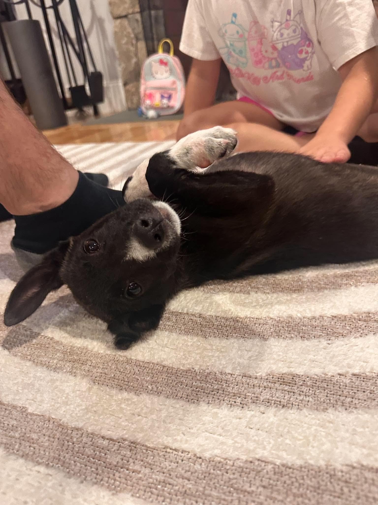 Enlarge Amelia, a Adoptable mixed breed in Billerica, MA image 4/5