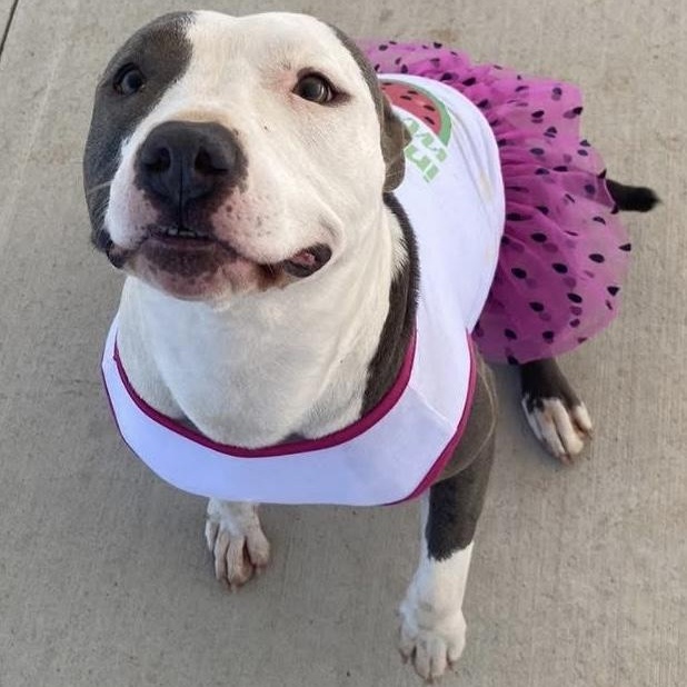DAISY, Adult Female Pit Bull Terrier