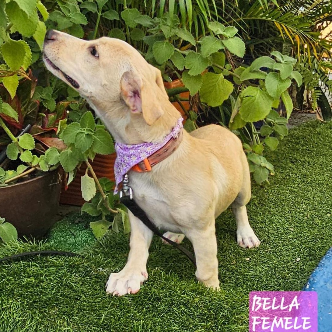 Enlarge Bella, an adopted mixed breed in Littleton, CO image 3/5