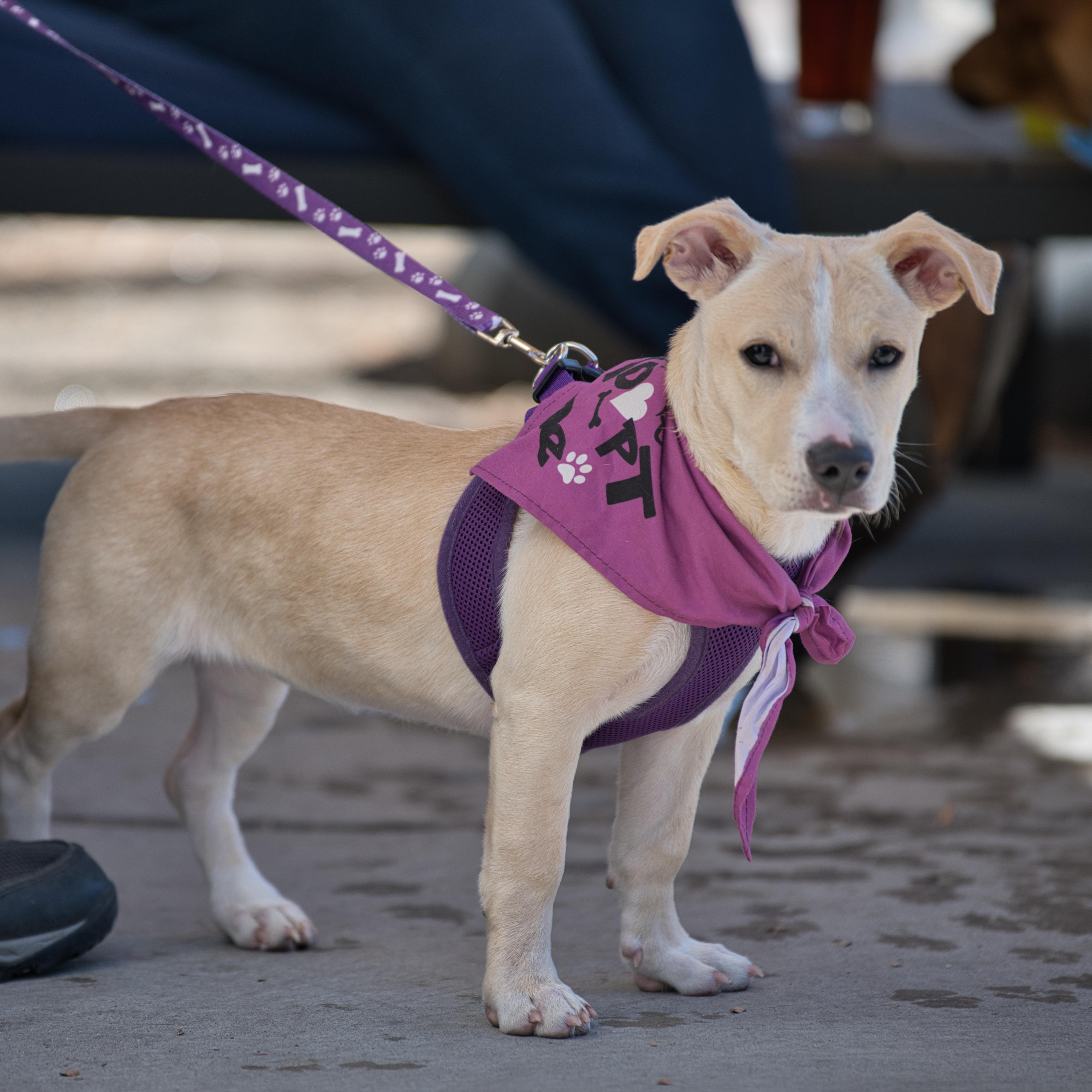 Bella, adopted, Puppy Female Dachshund & Chihuahua.