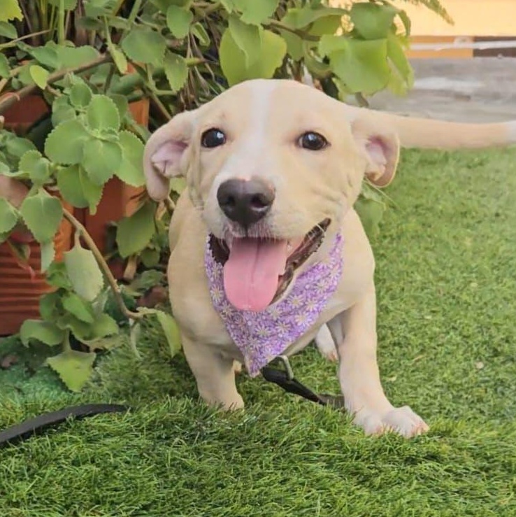 Enlarge Bella, an adopted mixed breed in Littleton, CO image 2/5