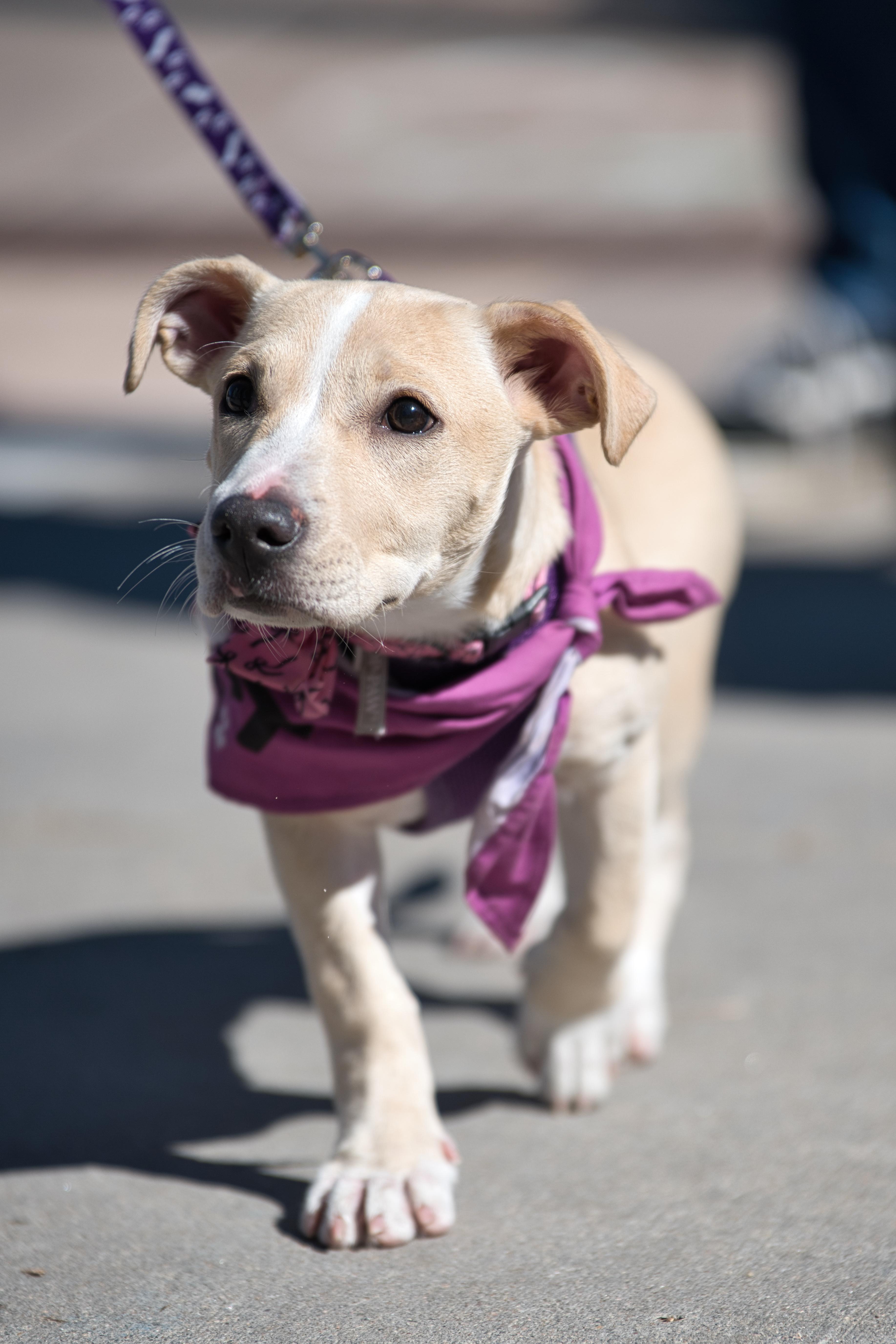 Enlarge Bella, an adopted mixed breed in Littleton, CO image 5/5