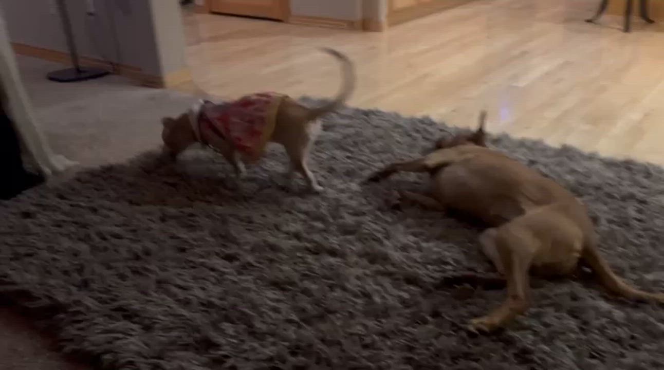 Enlarge Bella, an adopted mixed breed in Littleton, CO video 4/5