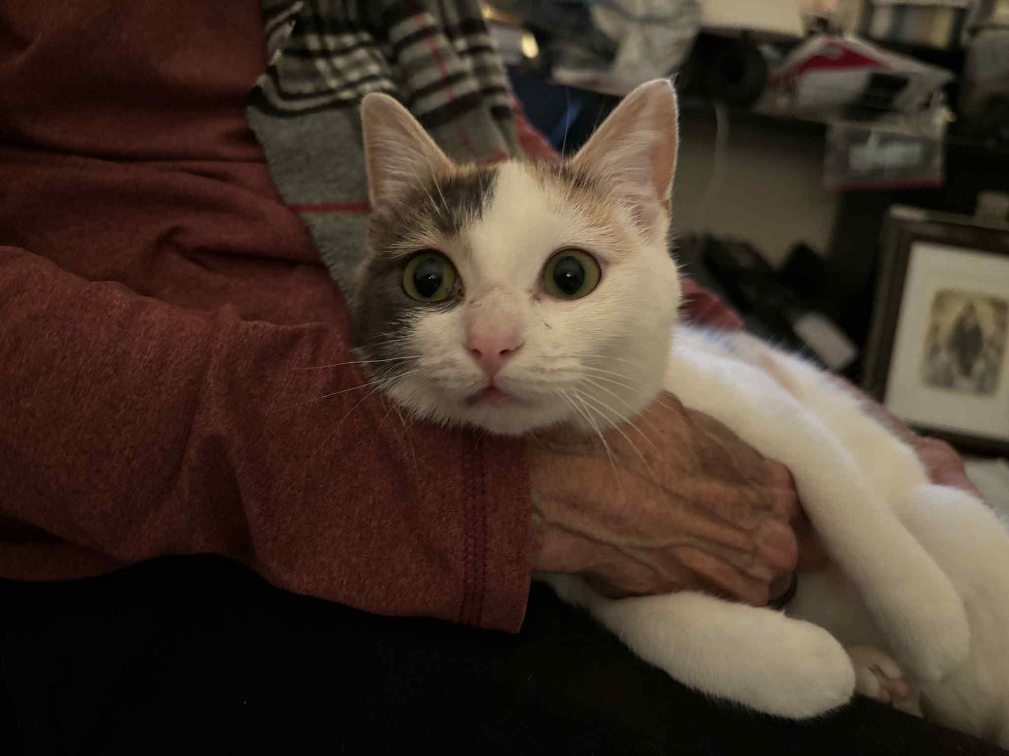 Enlarge Wren, an adopted Calico in Charlotte, NC image 1/5