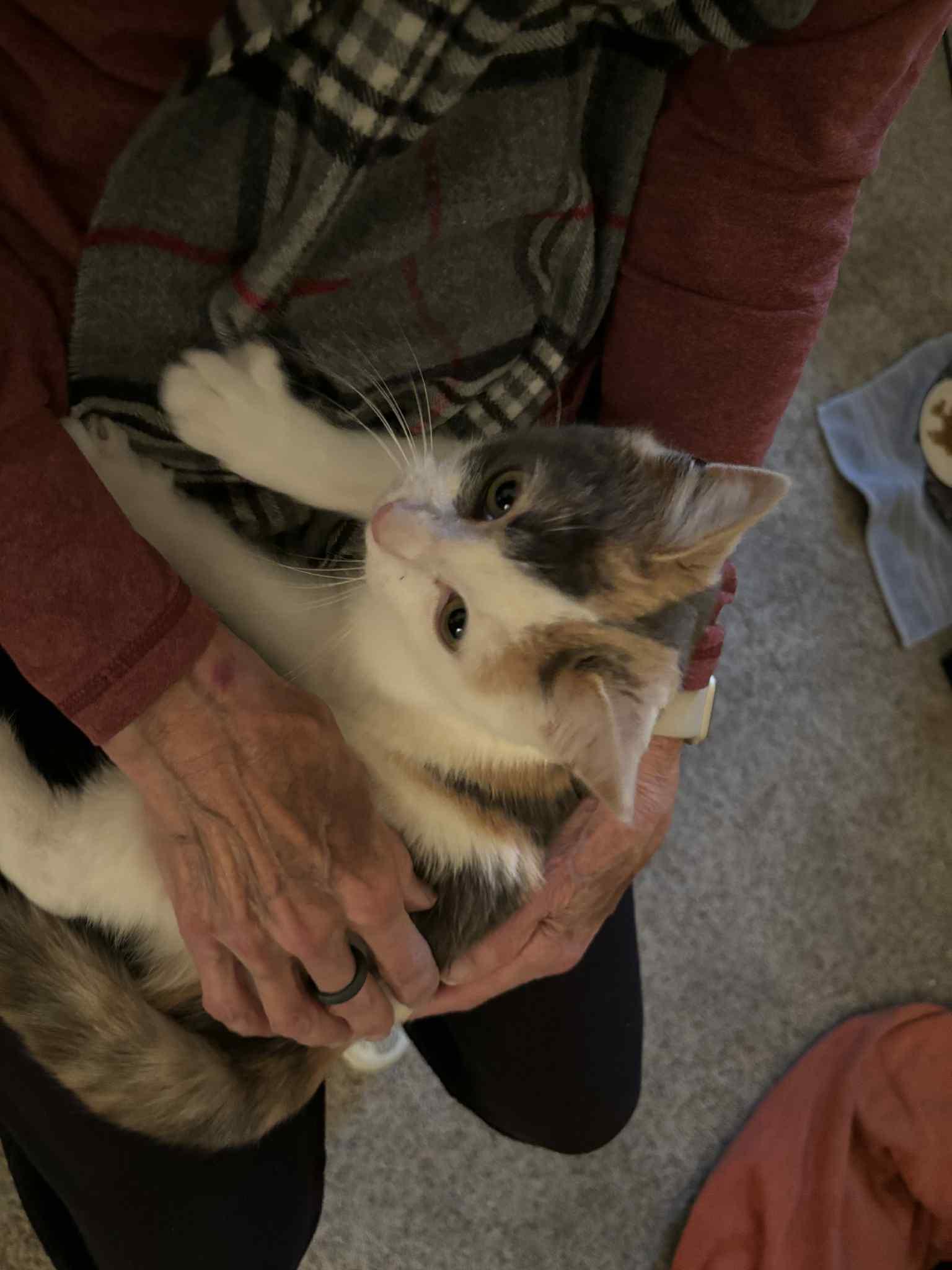 Enlarge Wren, an adopted Calico in Charlotte, NC image 2/5