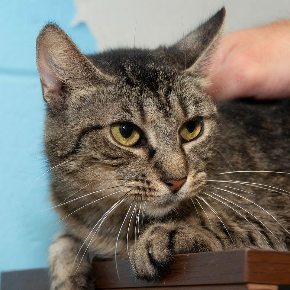 Annie, a Adoptable Domestic Short Hair in Troy, OH image 1/4