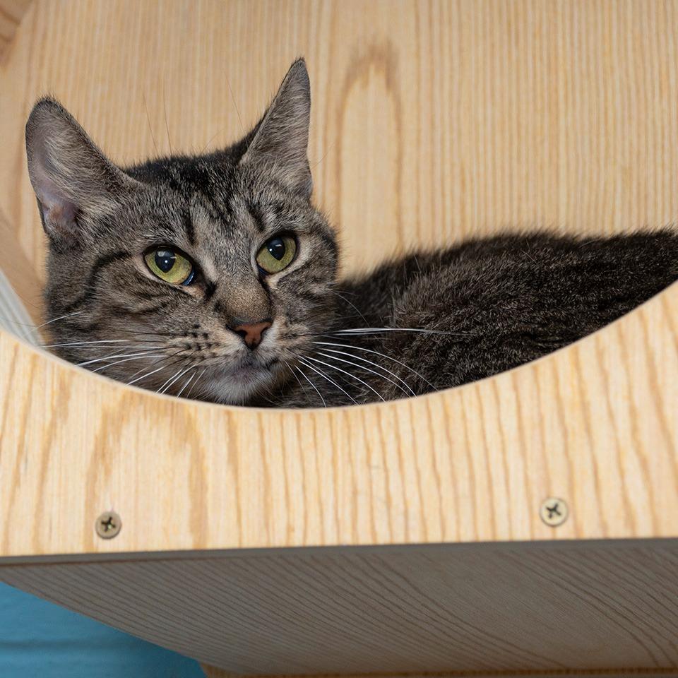 Annie, a Adoptable Domestic Short Hair in Troy, OH image 3/4