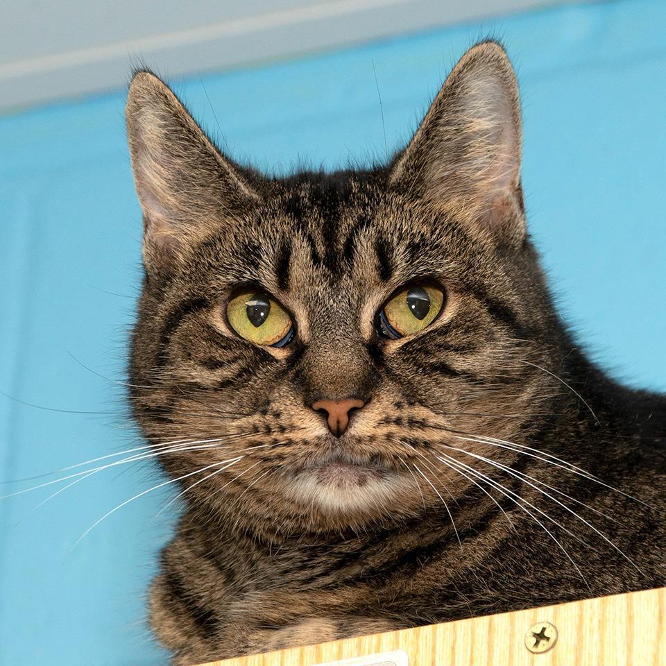 Annie, a Adoptable Domestic Short Hair in Troy, OH image 4/4