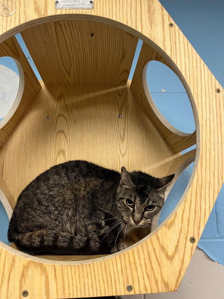 Enlarge Annie, a Adoptable Domestic Short Hair in Troy, OH image 3/3