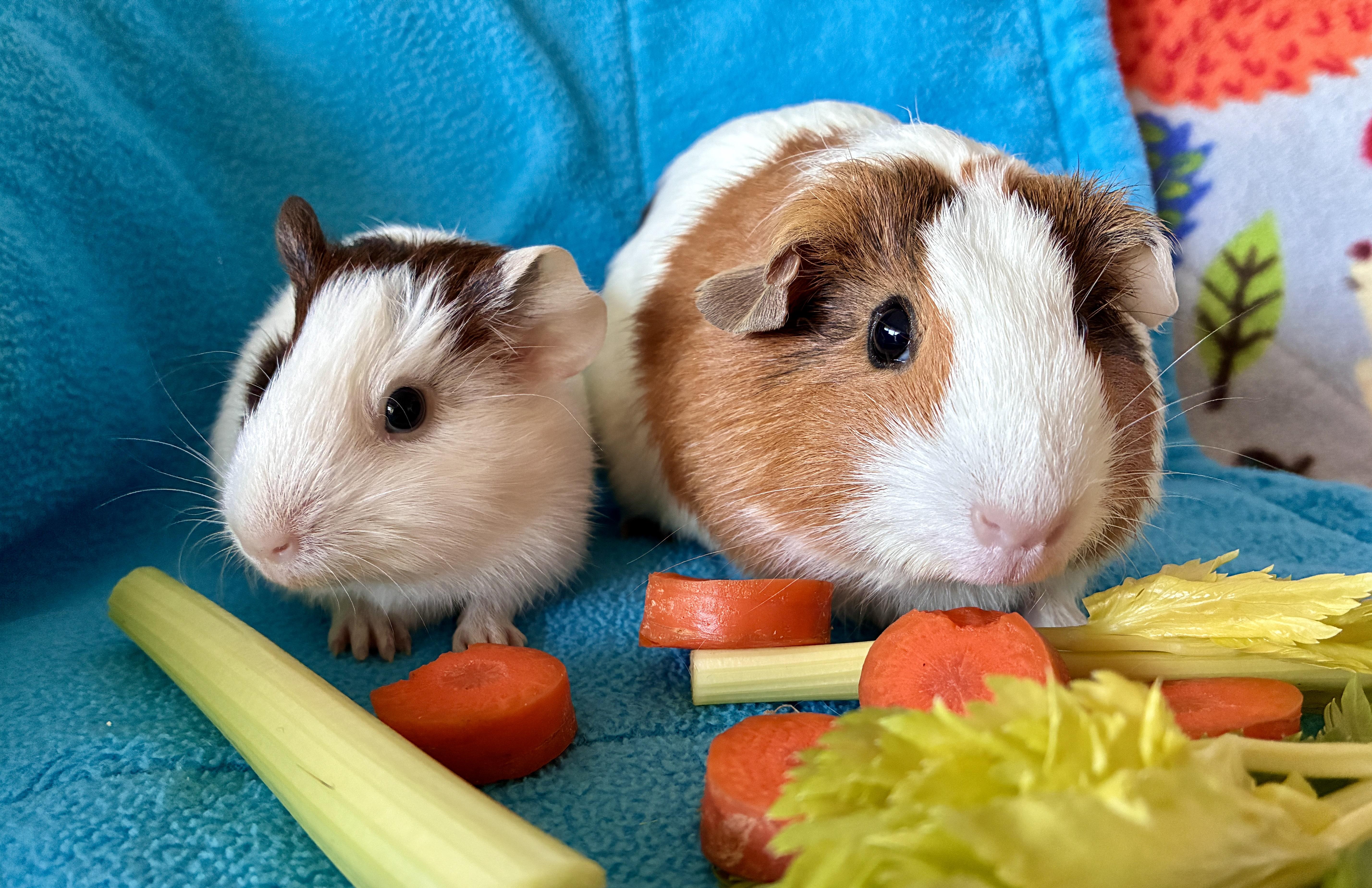 Dolly and Jolene, Adoptable, Young Female Guinea Pig.