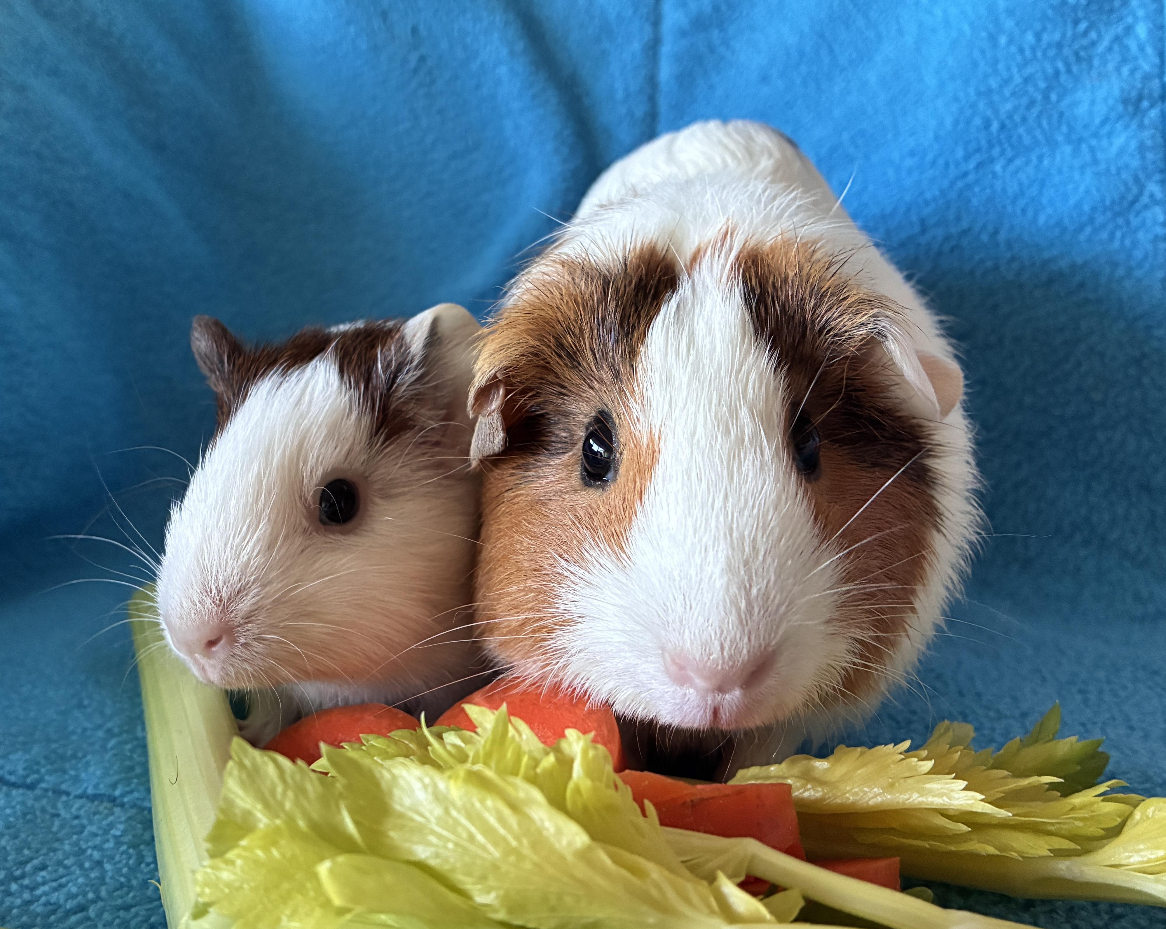 Enlarge Dolly and Jolene, a Adoptable Guinea Pig in Seal beach, CA image 3/3