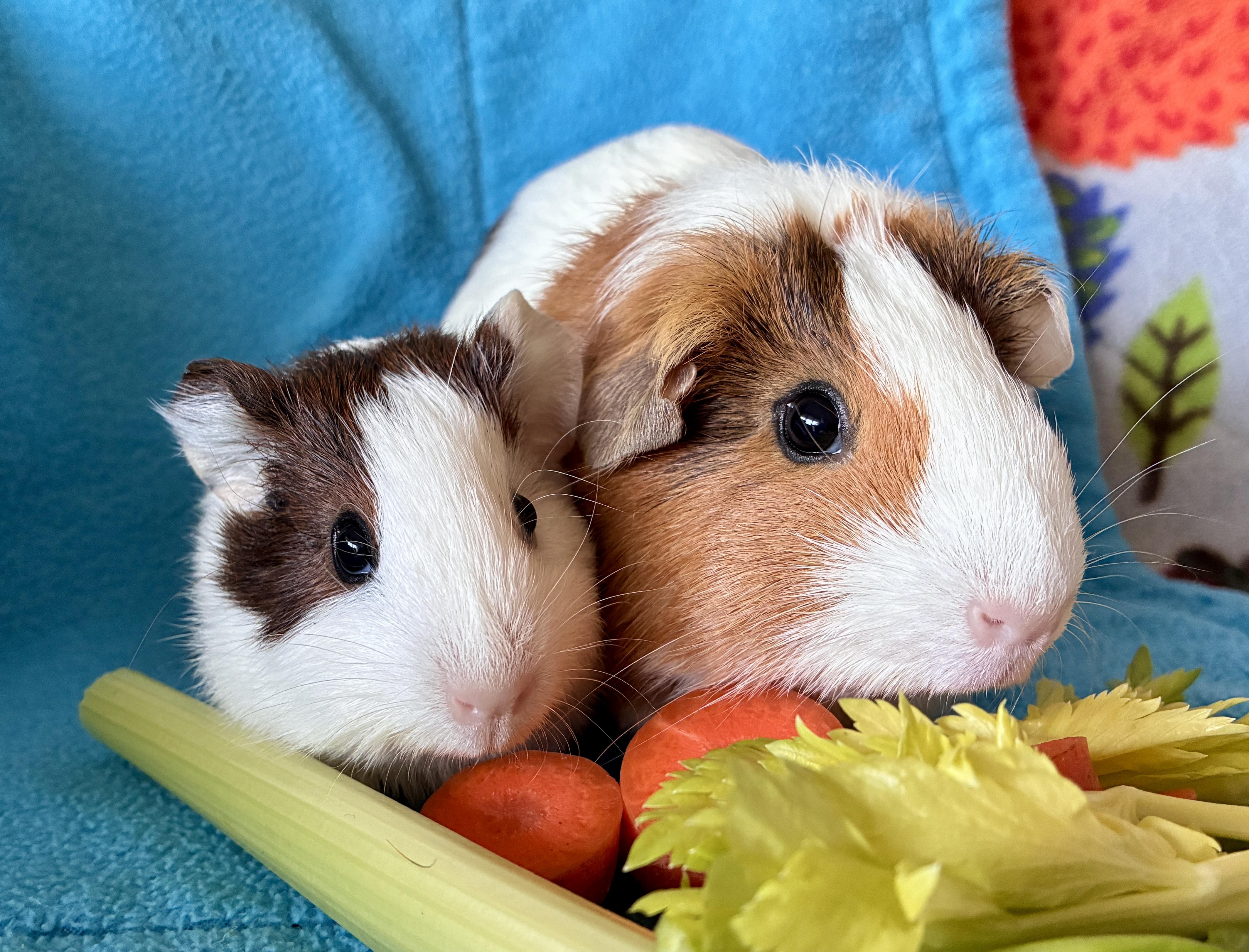 Enlarge Dolly and Jolene, a Adoptable Guinea Pig in Seal beach, CA image 2/3