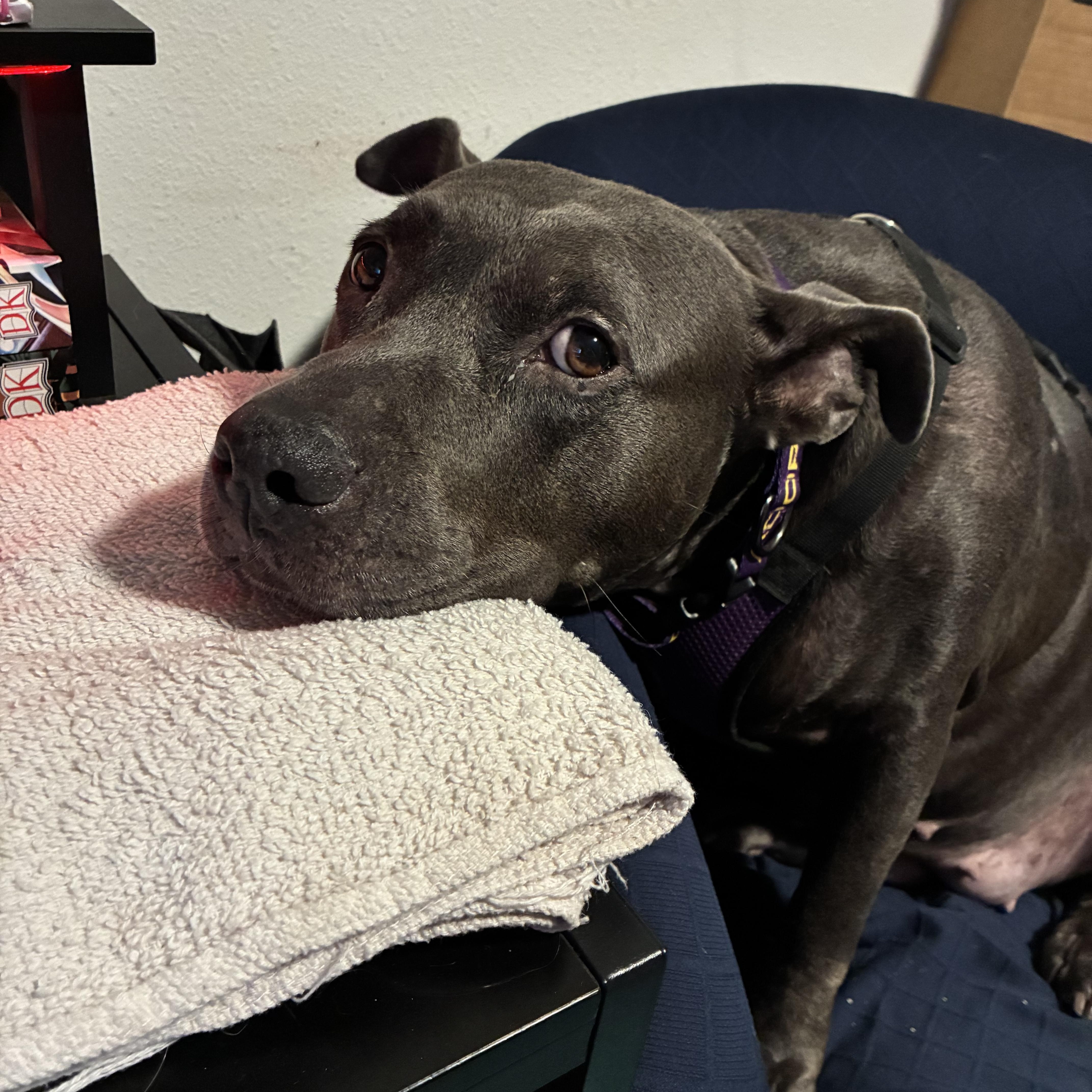 Wallabee, a ADOPTABLE mixed breed in Port Saint Lucie, FL image 4/4