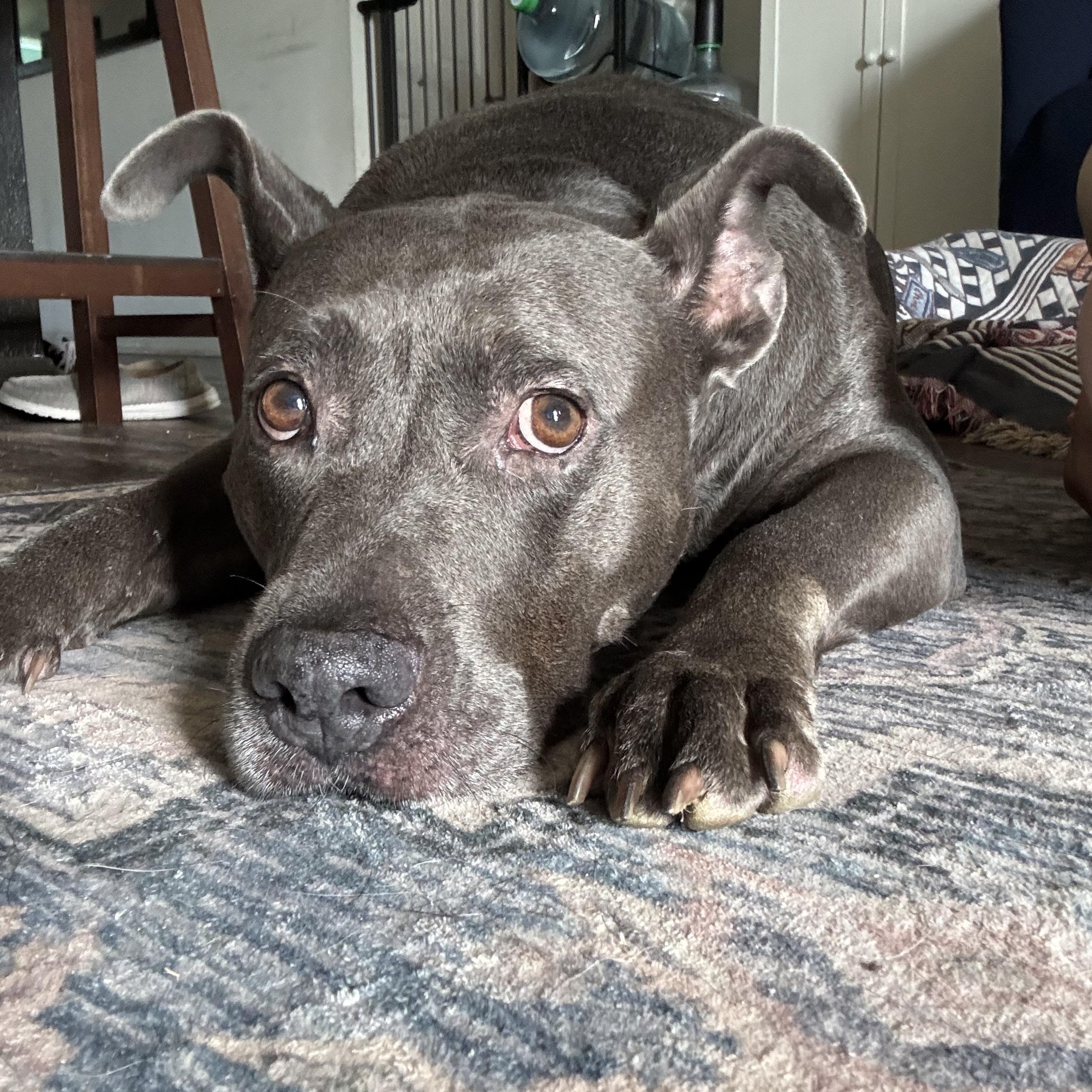 Wallabee, a ADOPTABLE mixed breed in Port Saint Lucie, FL image 1/4