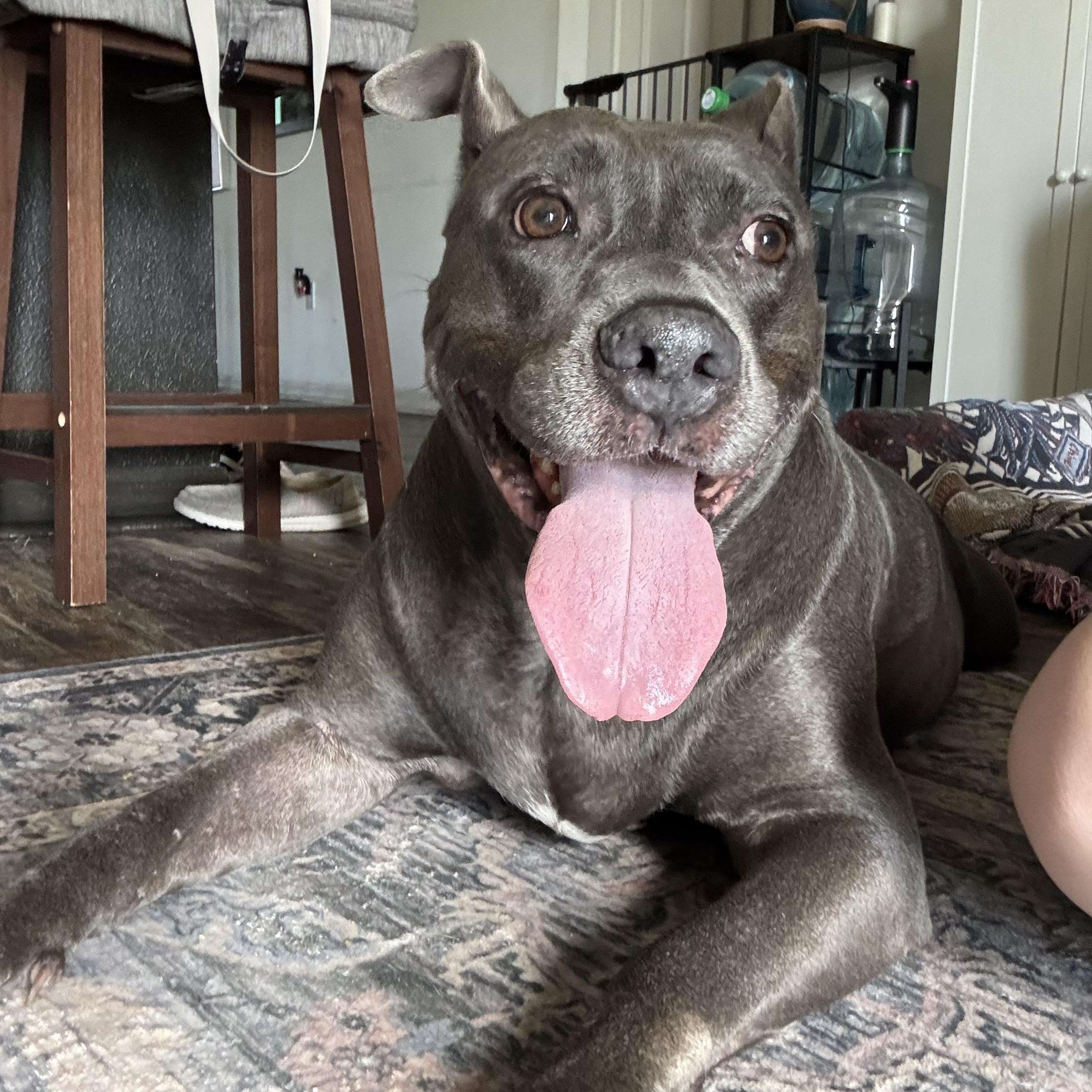 Wallabee, a ADOPTABLE mixed breed in Port Saint Lucie, FL image 2/4