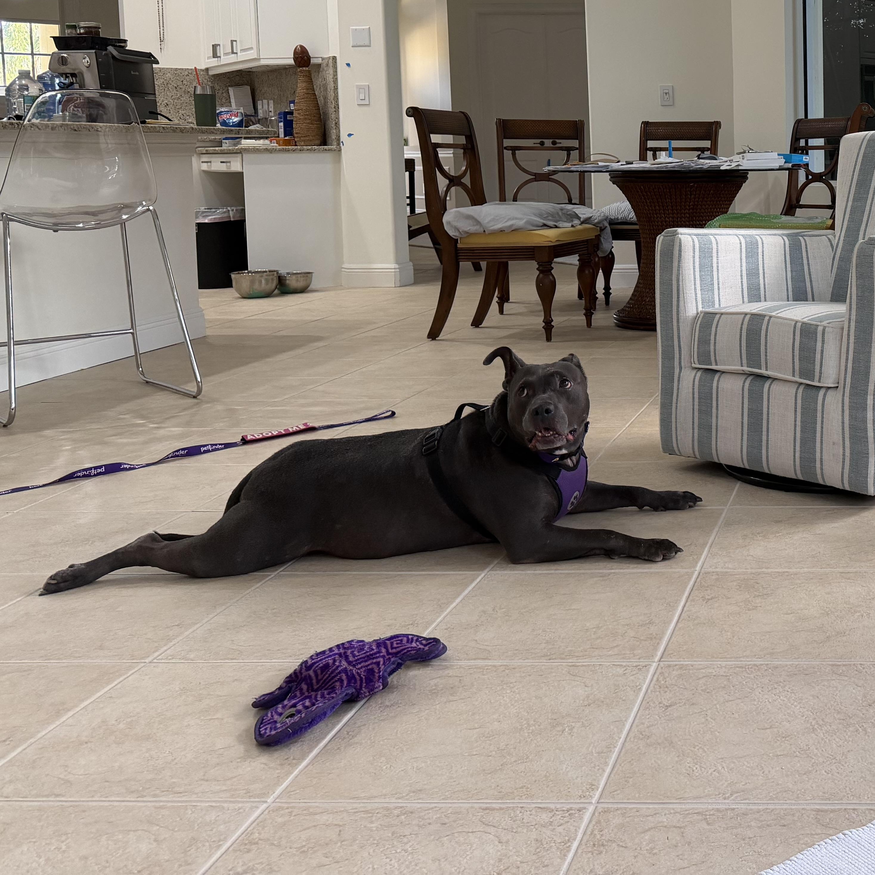 Wallabee, a ADOPTABLE mixed breed in Port Saint Lucie, FL image 3/4