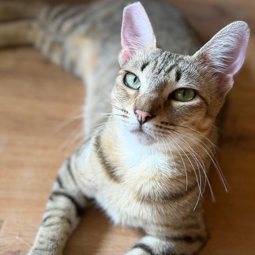 Chai, Adoptable, Young Female Domestic Short Hair & Domestic Short Hair.