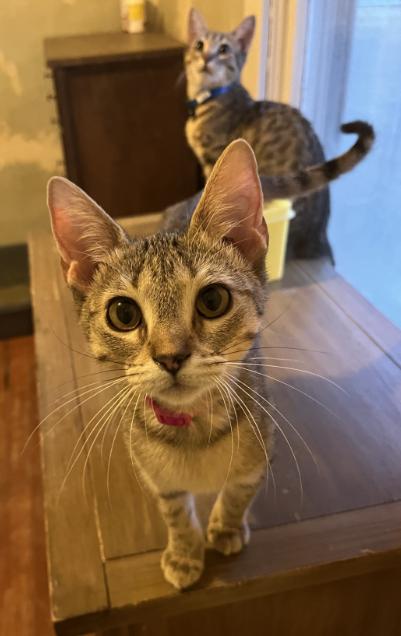 Enlarge Megan, a Adoptable Domestic Short Hair in Manhattan , KS image 2/4