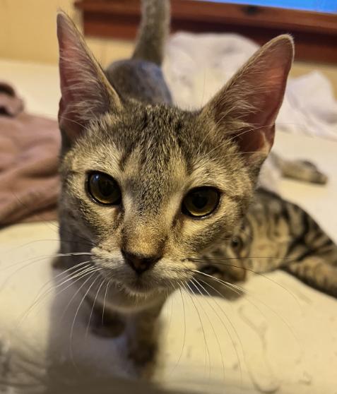 Enlarge Megan, a Adoptable Domestic Short Hair in Manhattan , KS image 4/4