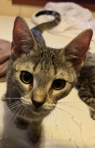 Enlarge Megan, a Adoptable Domestic Short Hair in Manhattan , KS image 3/4