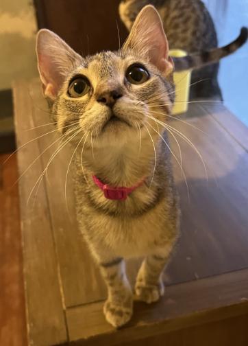 Enlarge Megan, a Adoptable Domestic Short Hair in Manhattan , KS image 1/4