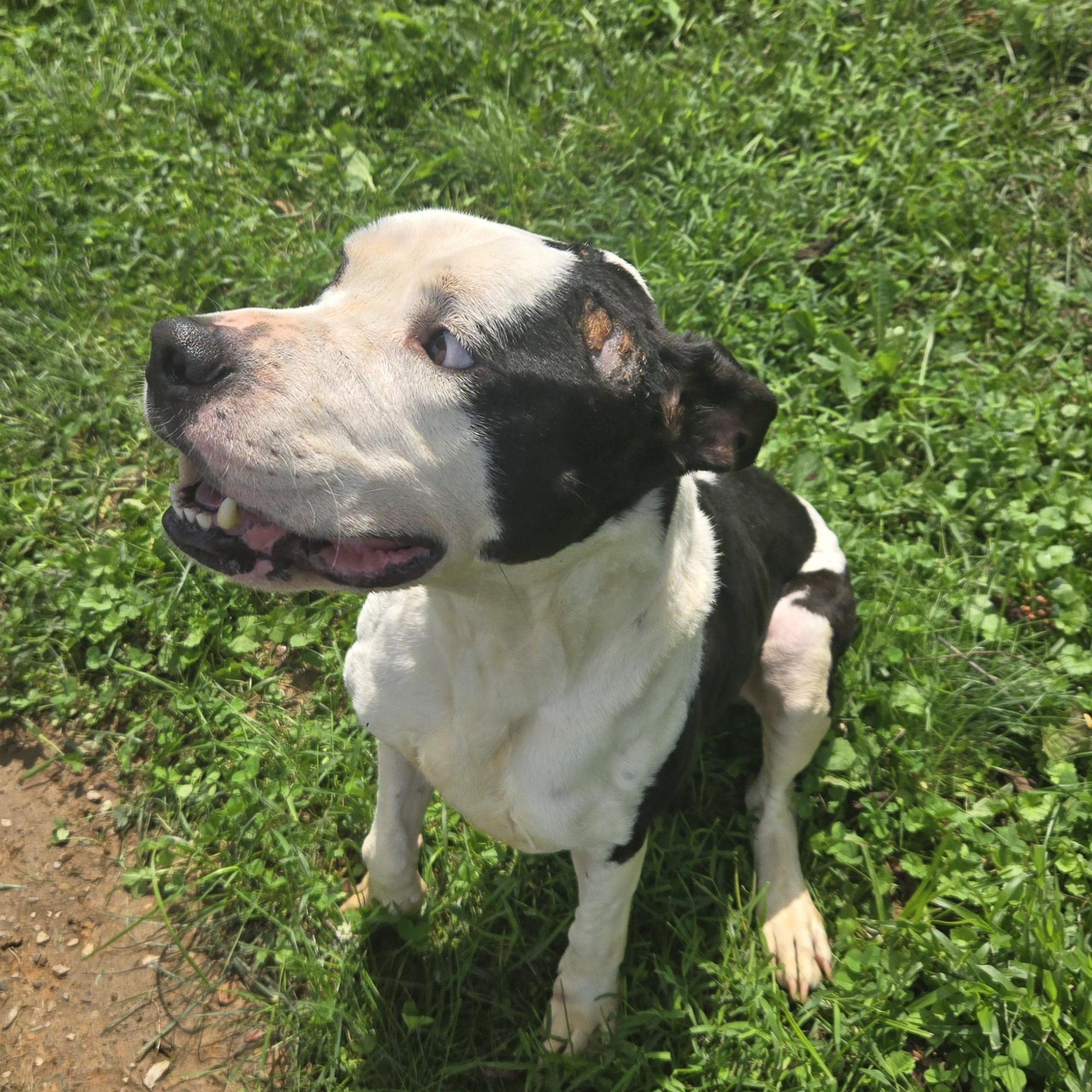 Enlarge Wazowski, a Adoptable Pit Bull Terrier in Xenia , OH image 6/6