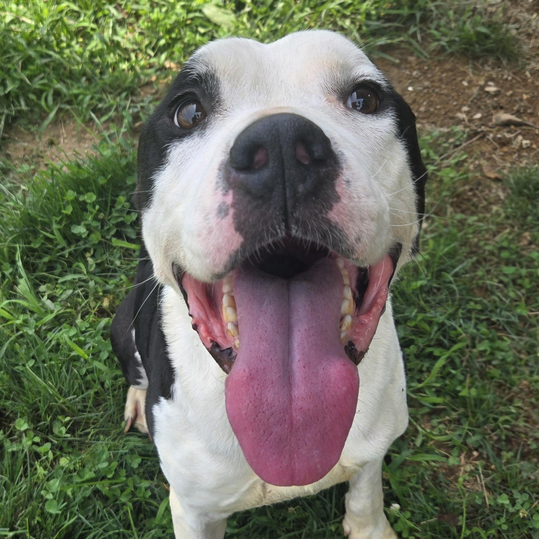 Enlarge Wazowski, a Adoptable Pit Bull Terrier in Xenia , OH image 5/6