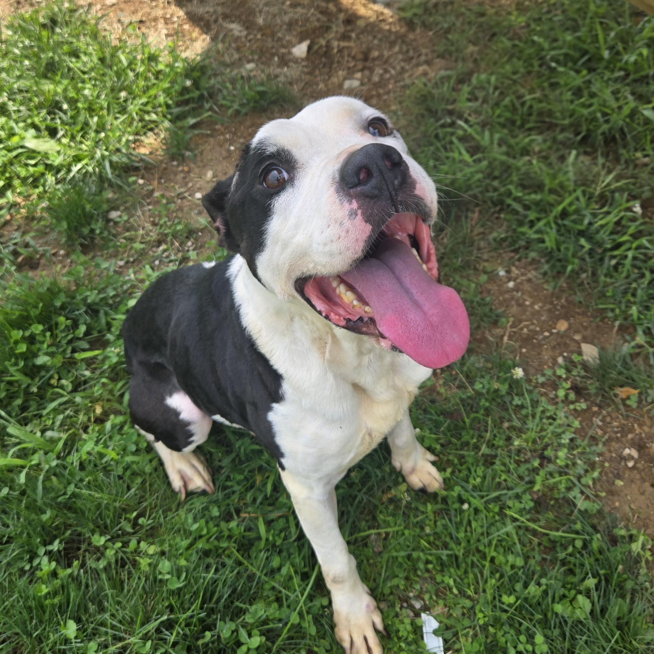 Enlarge Wazowski, a Adoptable Pit Bull Terrier in Xenia , OH image 3/6