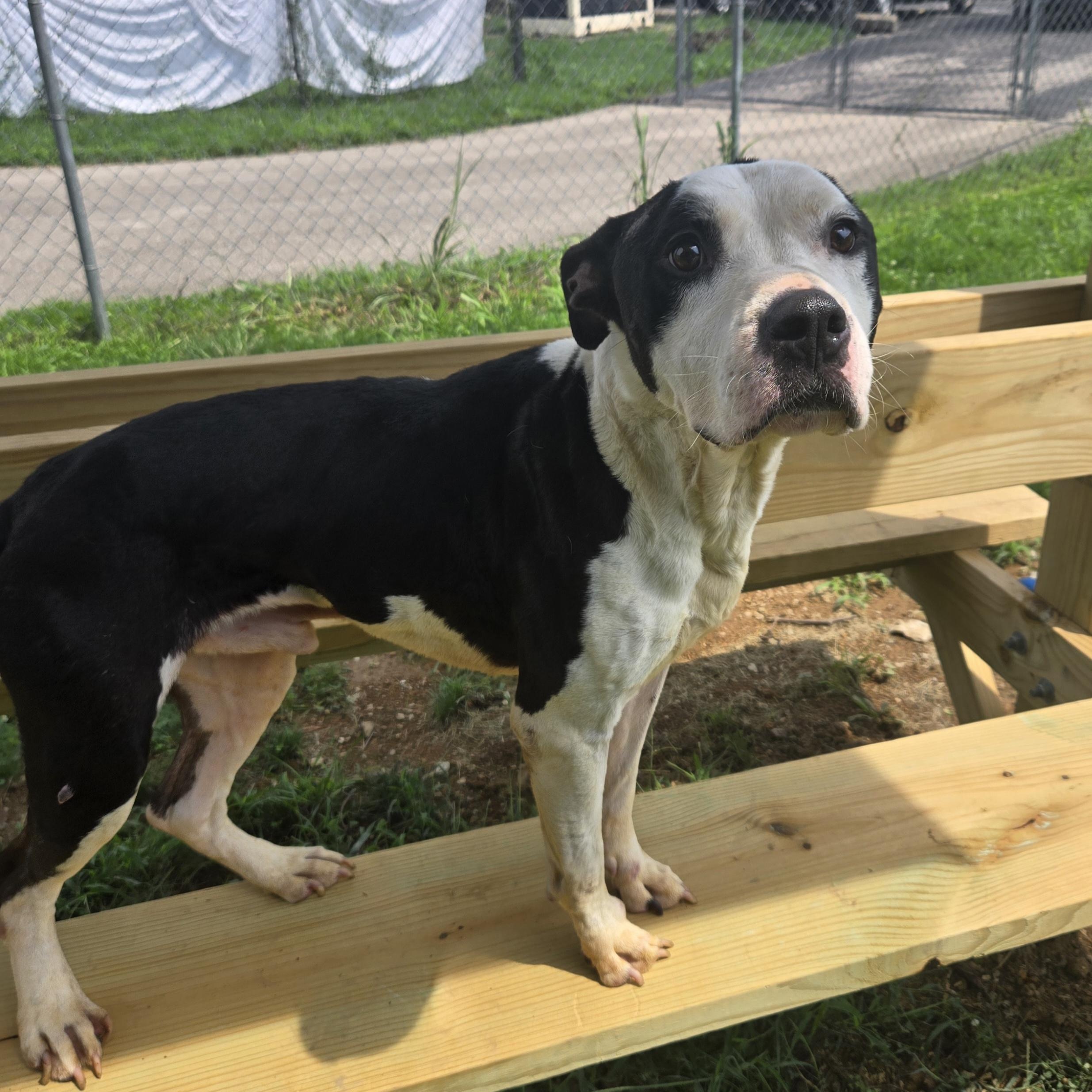 Enlarge Wazowski, a Adoptable Pit Bull Terrier in Xenia , OH image 4/6