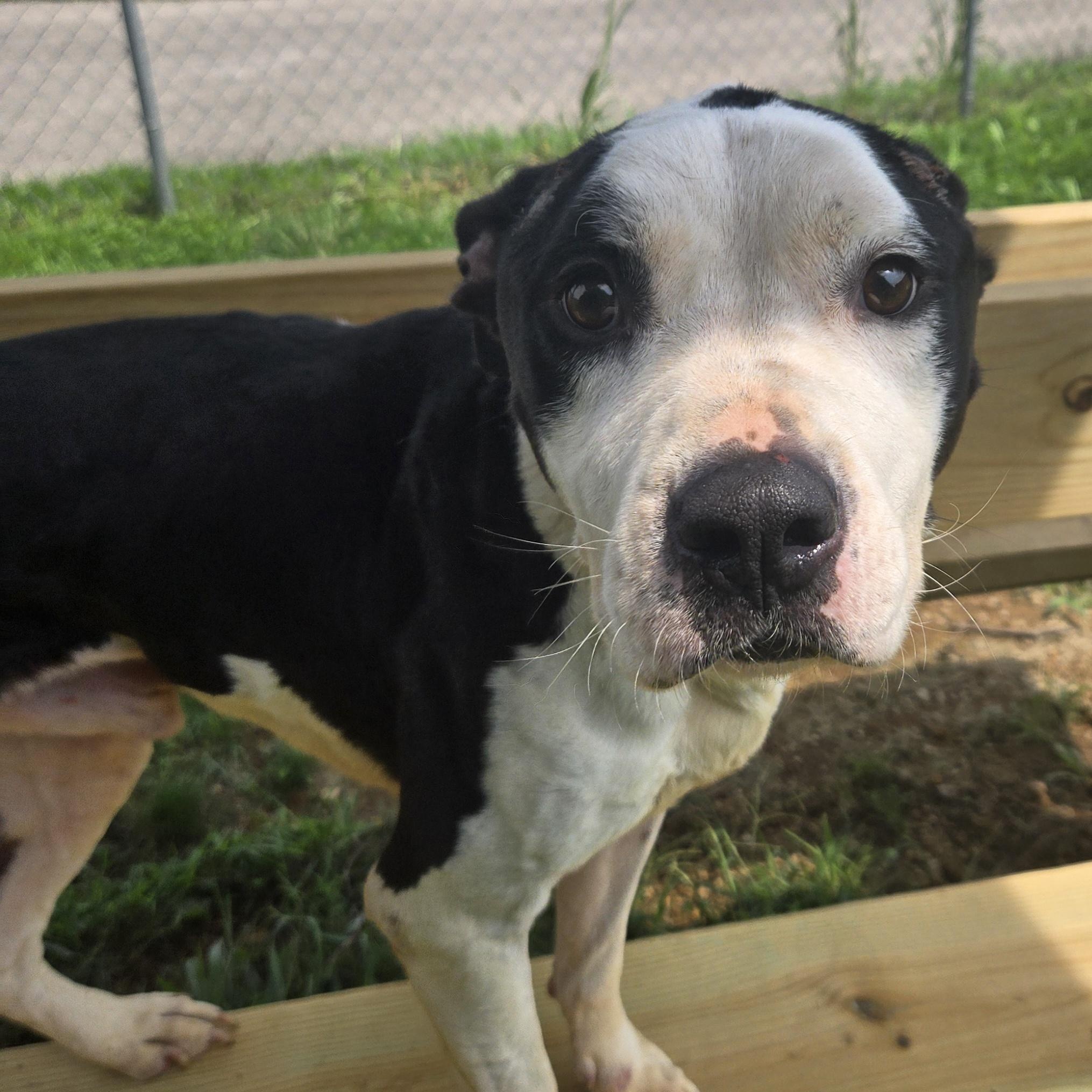 Wazowski, Adoptable, Adult Male Pit Bull Terrier.