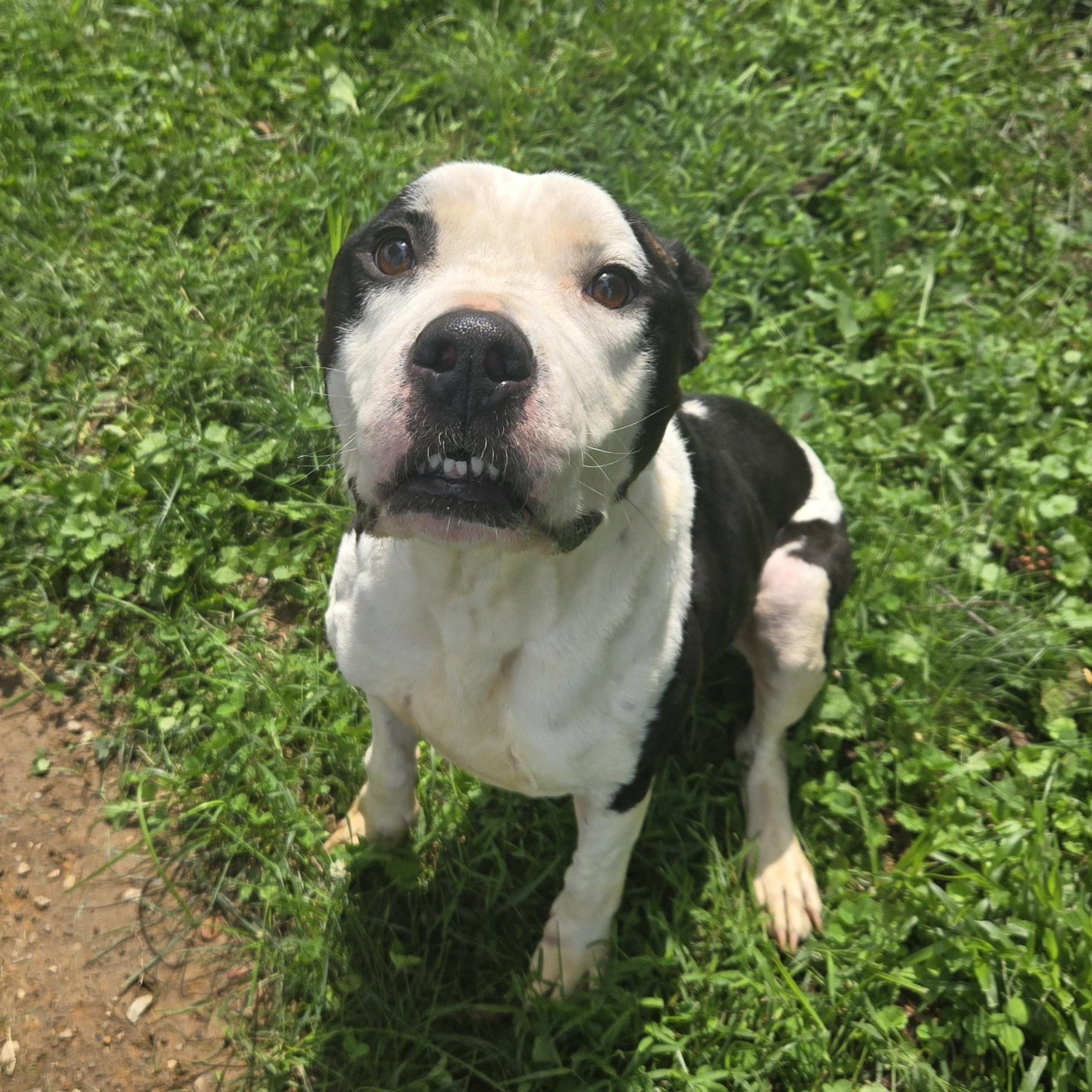 Enlarge Wazowski, a Adoptable Pit Bull Terrier in Xenia , OH image 2/6