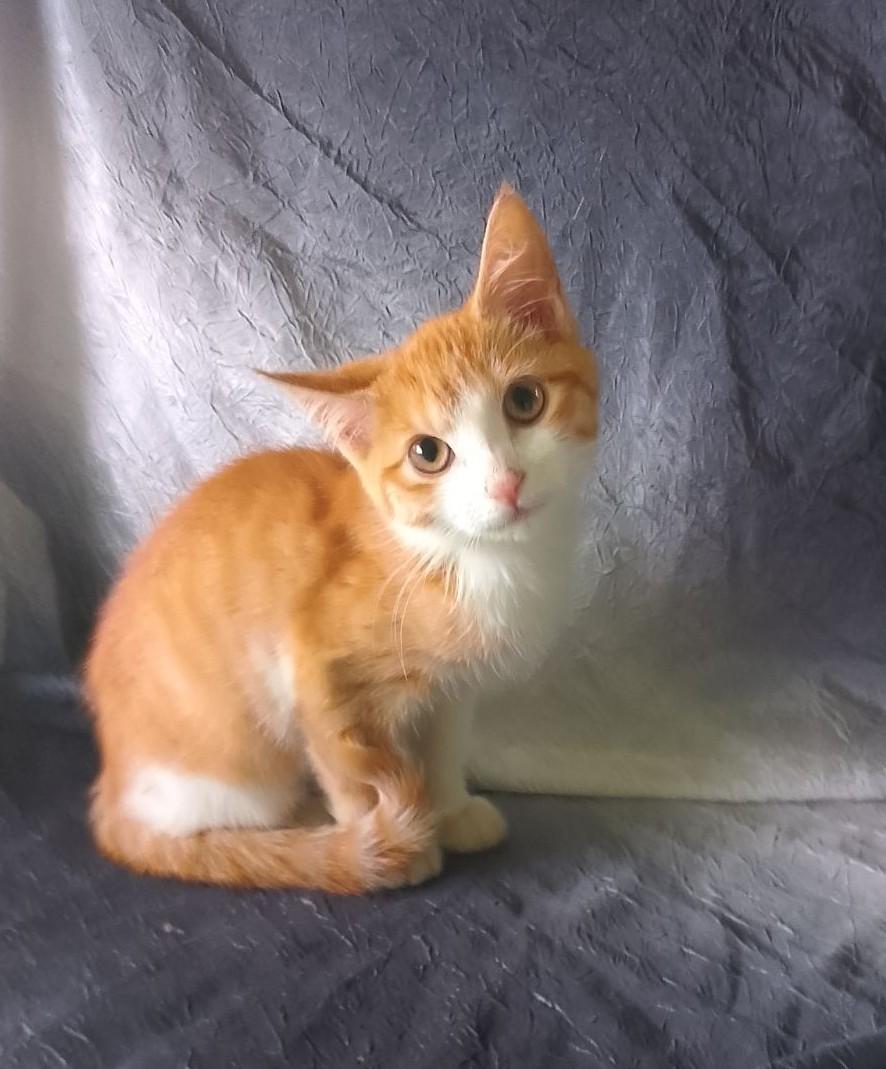 Enlarge Flame 701, a Adoptable Domestic Short Hair in Nichols, NY image 1/1