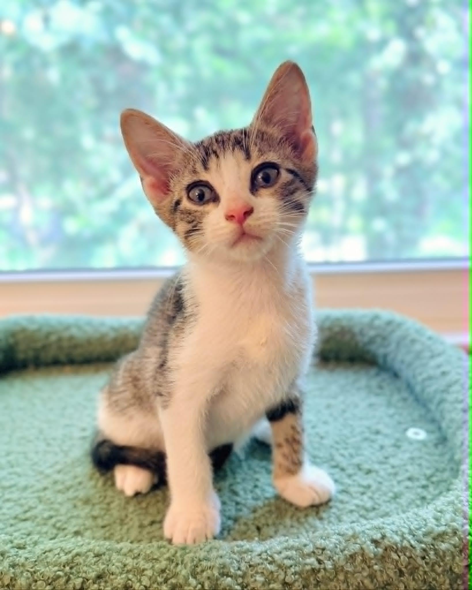 Apollo, a Adoptable Domestic Short Hair in Mullica Hill, NJ image 1/3