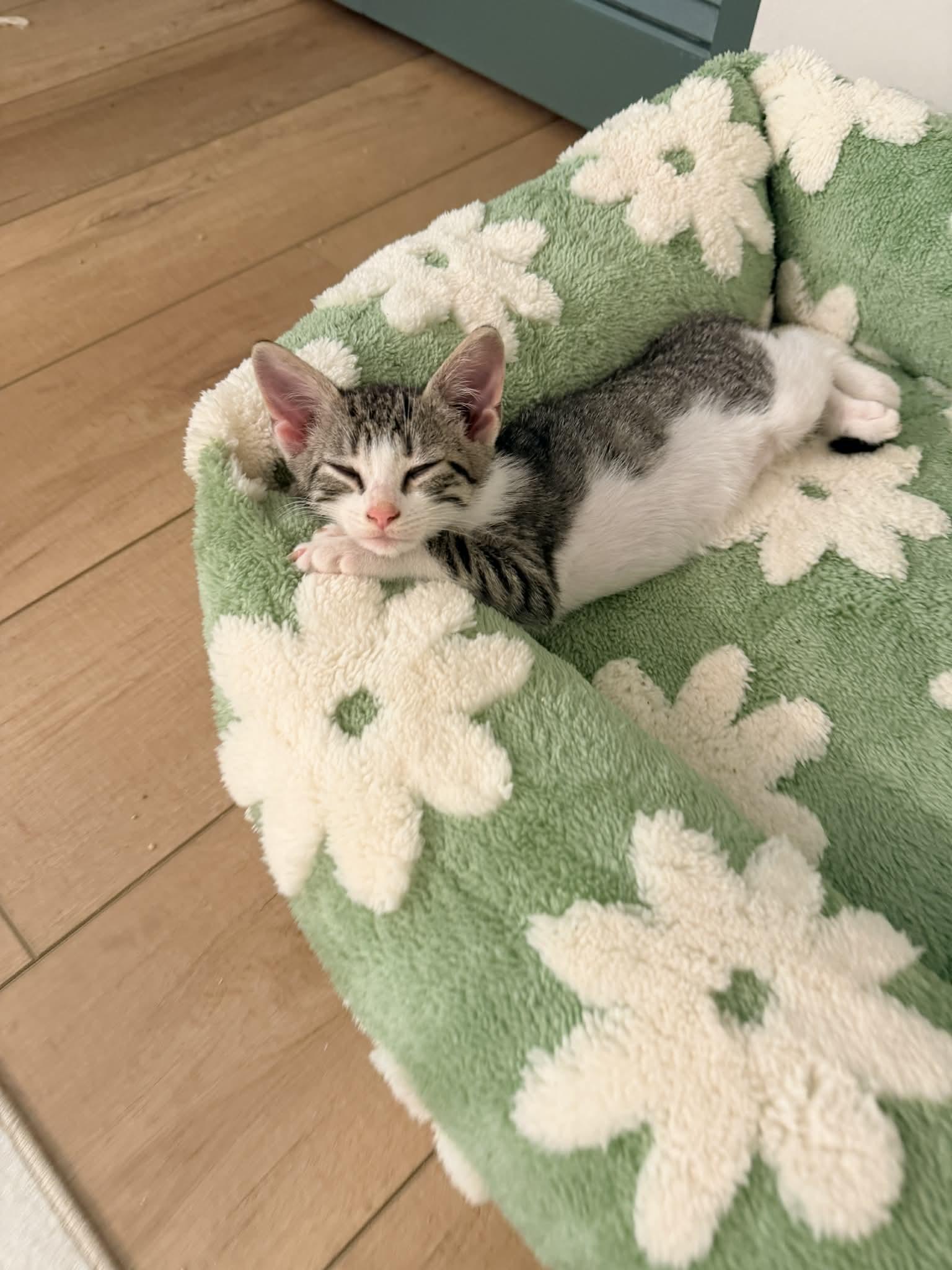Apollo, a Adoptable Domestic Short Hair in Mullica Hill, NJ image 2/3