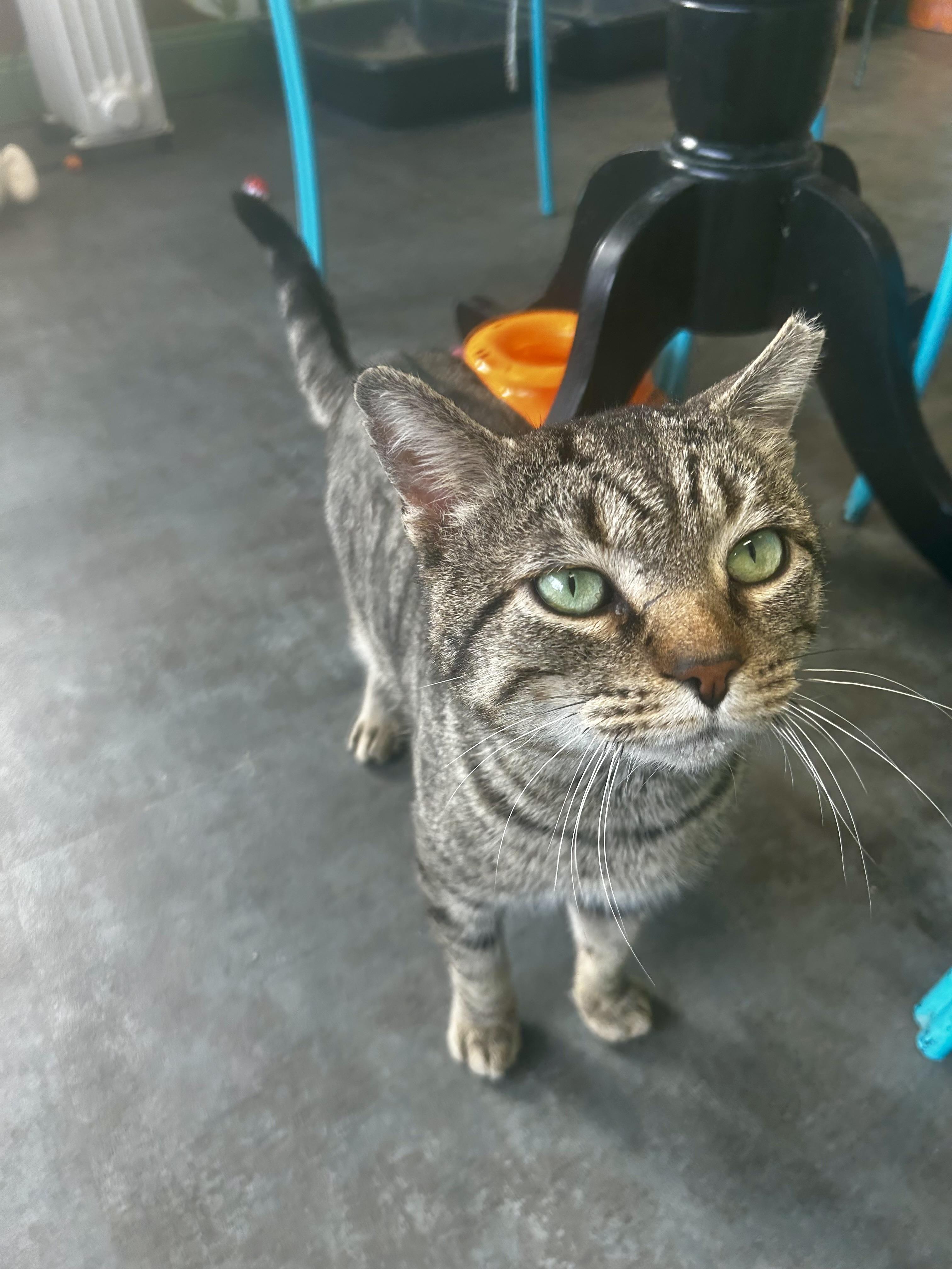 Spaghetti, ADOPTABLE, Young Male Tabby.