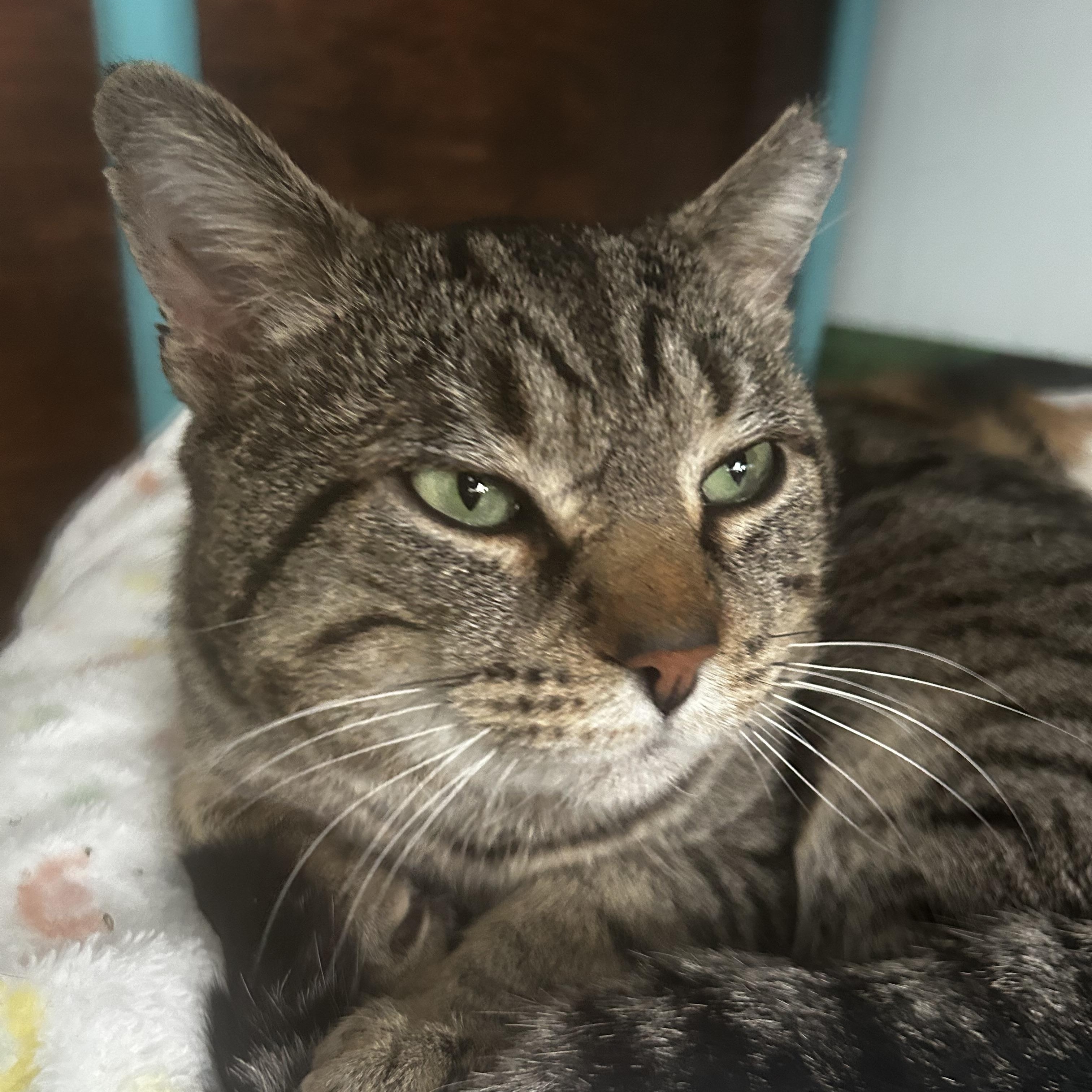 Enlarge Spaghetti, a ADOPTABLE Tabby in Grand Rapids, MI image 3/6