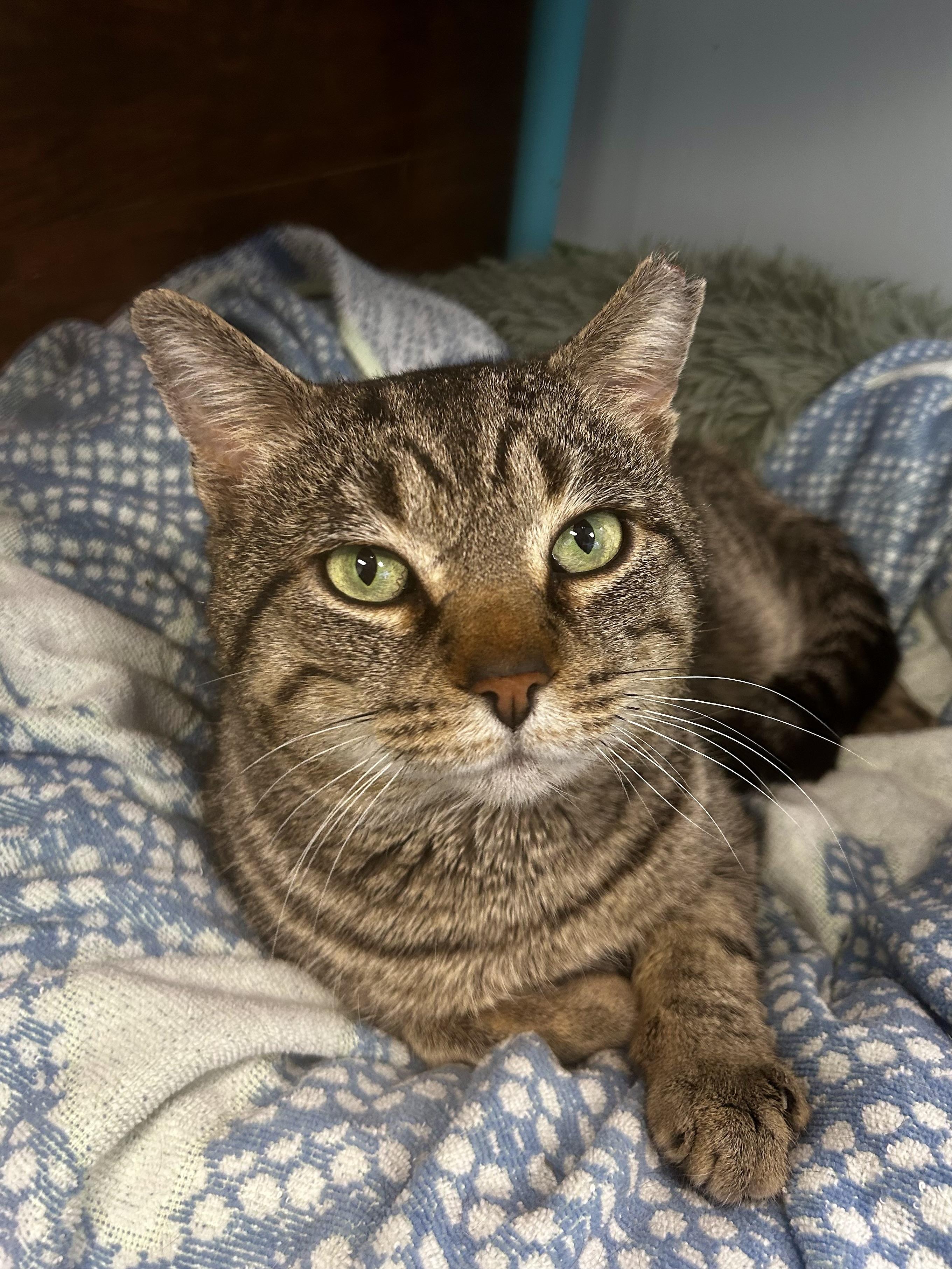 Enlarge Spaghetti, a ADOPTABLE Tabby in Grand Rapids, MI image 2/6