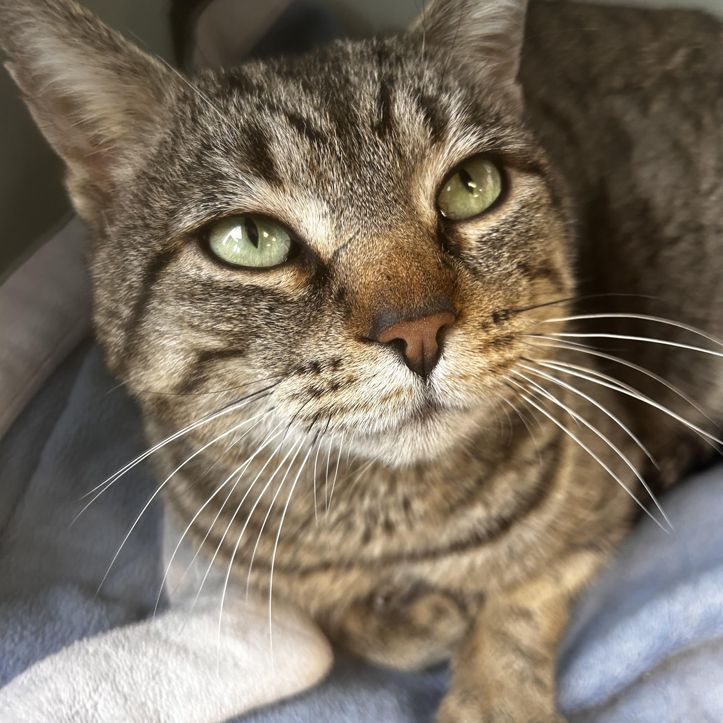 Enlarge Spaghetti, a ADOPTABLE Tabby in Grand Rapids, MI image 6/6