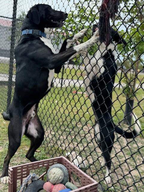 Enlarge DUKE, a ADOPTABLE mixed breed in Lynn Haven, FL image 5/6